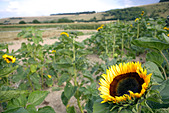 Field of Sunflowers (Helianthus annuus) Wiltshire, England